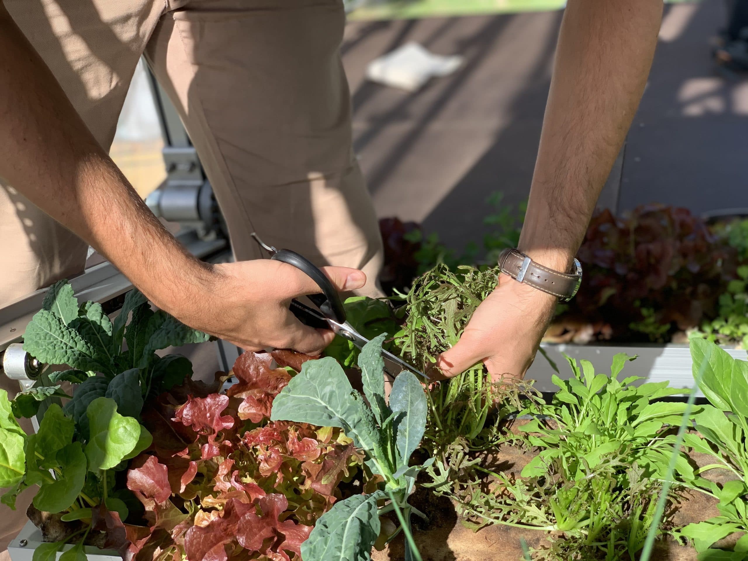 museum crops harvesting