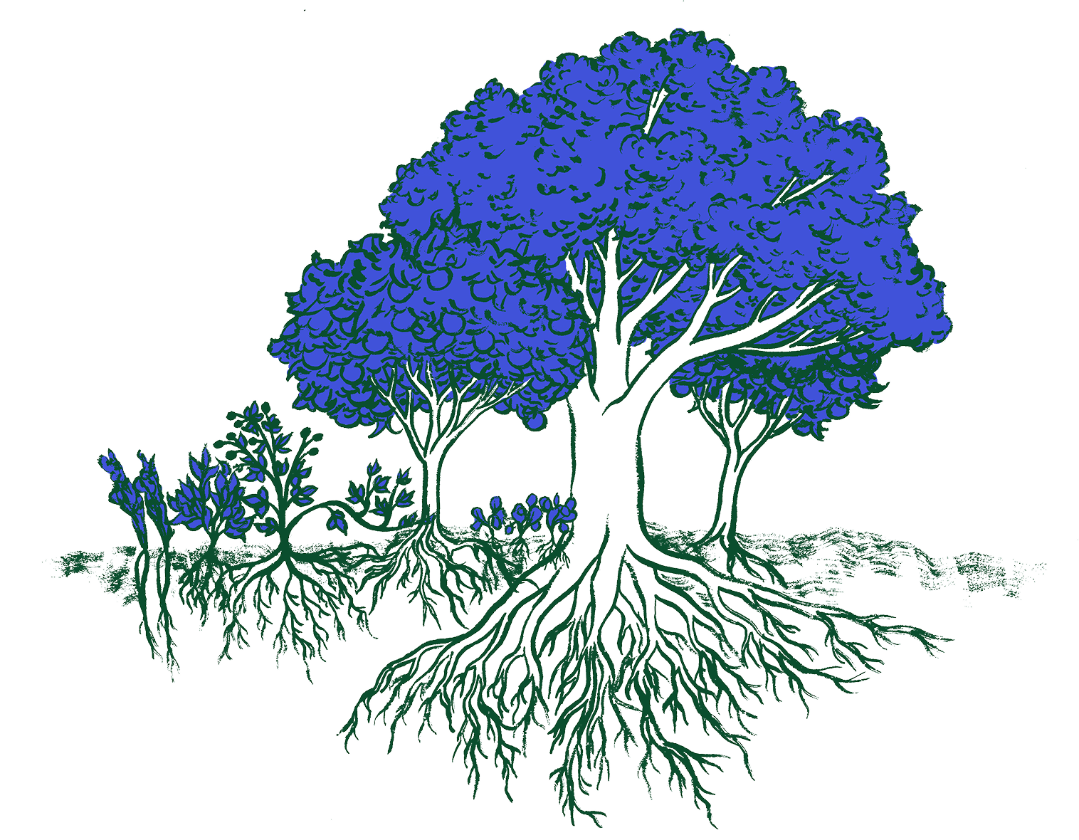 Infographics_agrofloresta 1