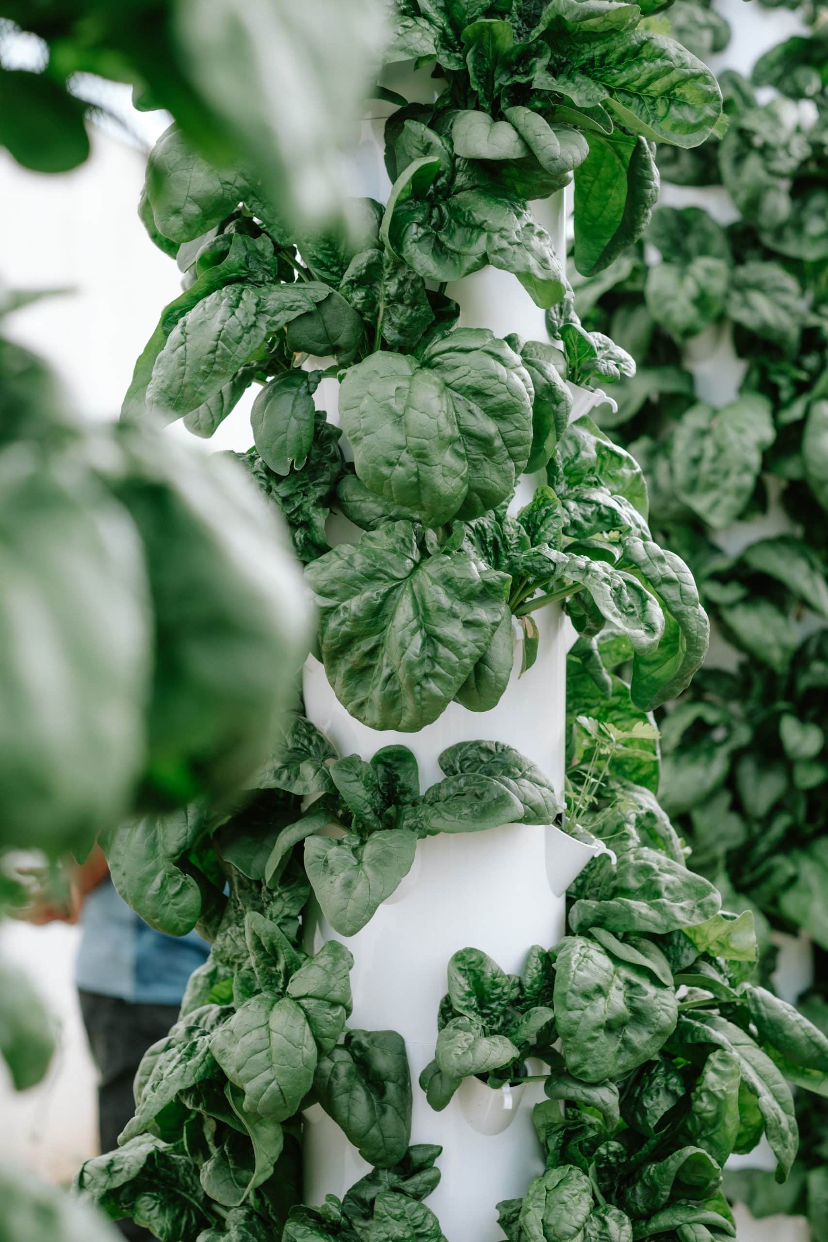 31052023_UpFraming_TorresNovas_Gregz_8477